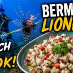 How To Clean & Prepare Lionfish | Bermuda Lionfish Catch & Cook