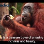 Malaysia Vacation Travel Guide   Expedia